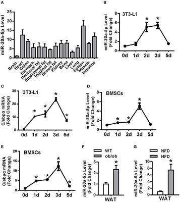 A Novel Regulatory Circuit “C/EBPα/miR-20a-5p/TOB2” Regulates Adipogenesis and Lipogenesis